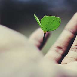 Hand holding a small green  leaf